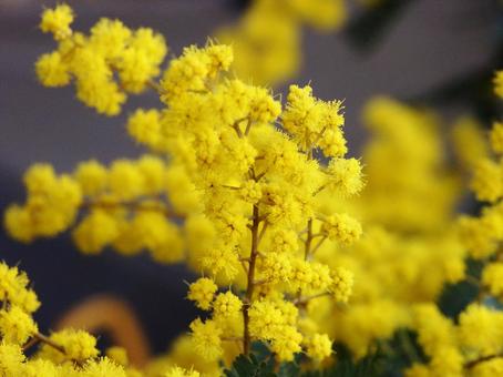 ミモザ・銀葉アカシアのマクロ写真の写真