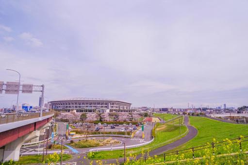 桜とスタジアムの眺め 桜,スタジアム,横浜の写真素材