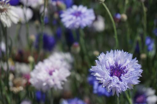 ヤグルマギク ヤグルマギクの写真