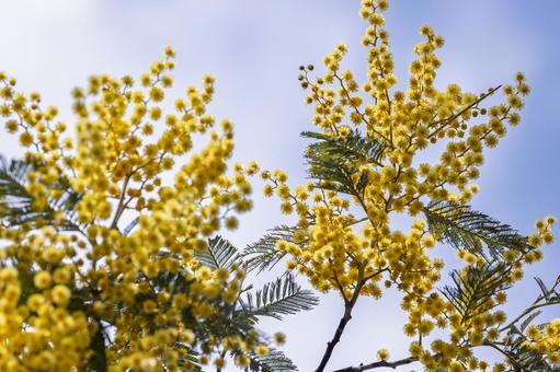 青空に映えるミモザの花 ミモザ,花,春の写真素材