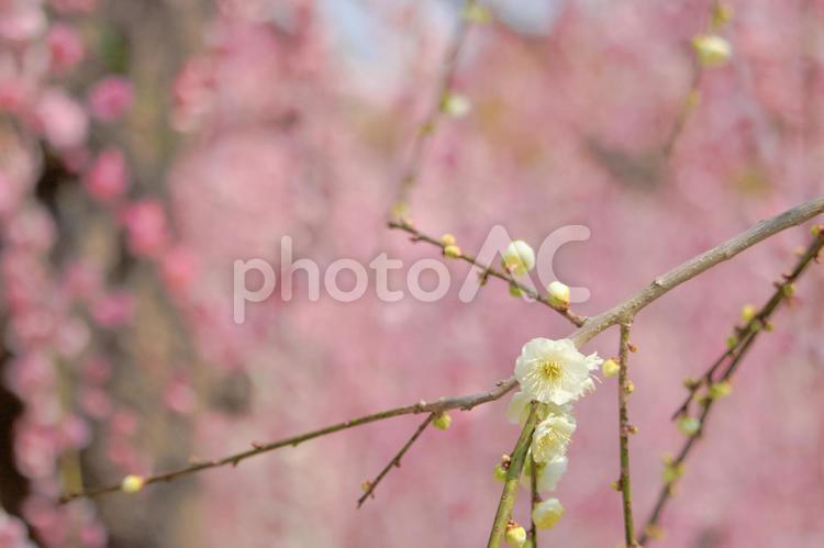 [愛知県]名古屋市農業センターの梅の花 梅,梅の花,春の写真素材