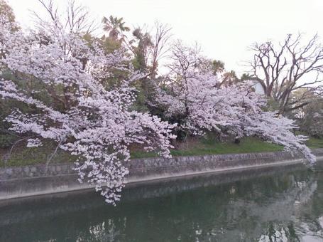 疎水と桜 疎水と桜の写真