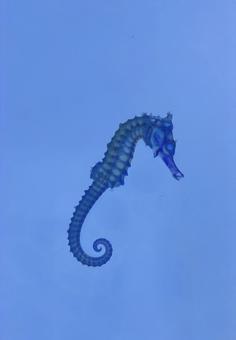 タツノオトシゴ タツノオトシゴ タツノオトシゴ,標本,透明標本の写真素材