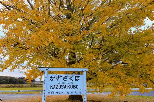銀杏 銀杏,紅葉,秋の写真素材