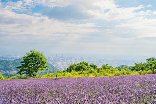 北海道 札幌市 幌見峠のラベンダー畑 北海道 札幌市 幌見峠のラベンダー畑 北海道,札幌,札幌市の写真素材