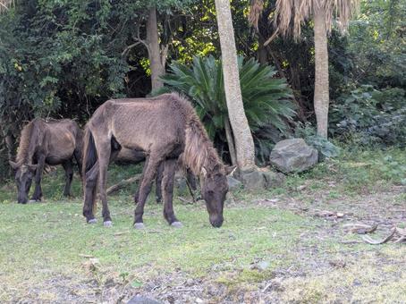 放牧中に群れで草をはむトカラ馬 トカラ馬,草をはむ,放牧の写真素材