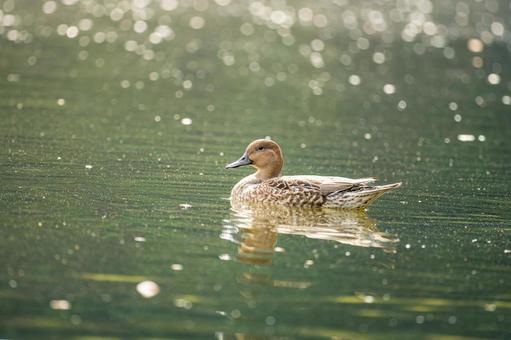 池を泳ぐオナガガモ 池を泳ぐオナガガモ オナガガモ,カモ,鴨の写真素材