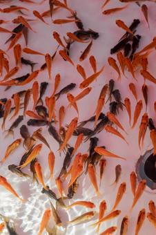 夏祭り金魚すくい002 夏祭り金魚すくい002 金魚,夏祭り,屋台の写真素材