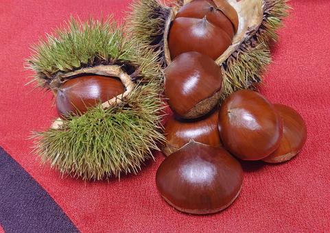 秋の味覚ー栗ー 栗,いがぐり,秋の写真素材