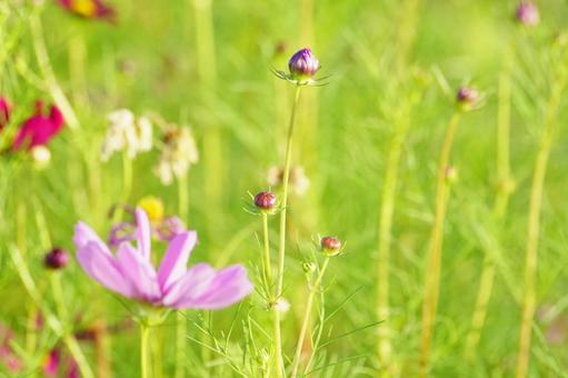 コスモスのツボミの写真