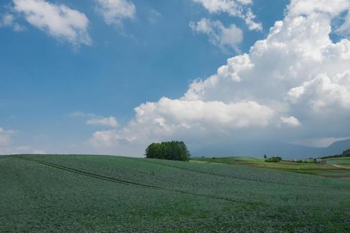キャベツ畑 カラマツの丘 キャベツ畑 カラマツの丘 カラマツの丘,キャベツ畑,嬬恋高原の写真素材