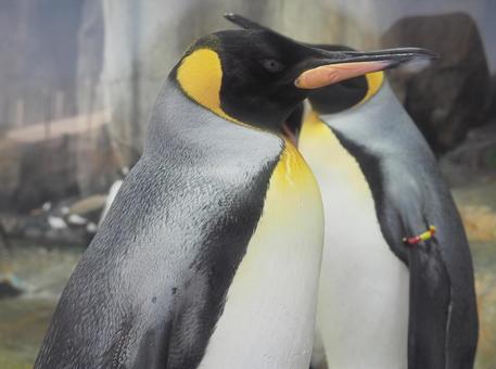 皇帝ペンギン 皇帝ペンギン ペンギン,コウテイペンギン,動物園の写真素材