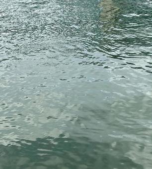 昼の川の水面の写真