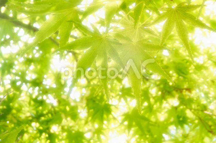 カエデの新緑 新緑,モミジ,楓の写真素材