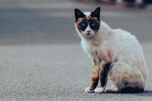 フィルム風の横から見た猫 フィルム風の横から見た猫 猫,ねこ,ネコの写真素材