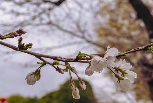 ソメイヨシノ桜ー65 ソメイヨシノ桜ー65の写真