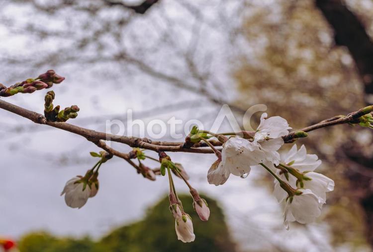 ソメイヨシノ桜ー65 ソメイヨシノ,桜,蕾の写真素材