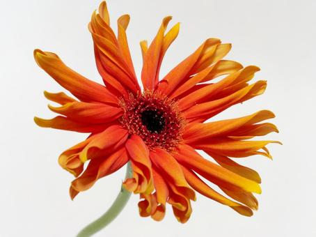 オレンジ色のガーベラの花 花,ガーベラ,植物の写真素材