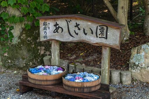 Tsumanogou Hydrangea Garden, JPG