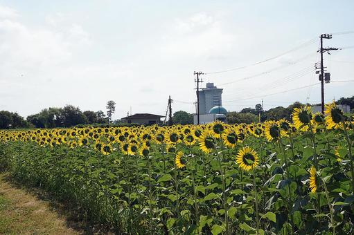 第1なぎさ公園 ひまわり2025年⑩ 第1なぎさ公園 ひまわり2025年⑩の写真