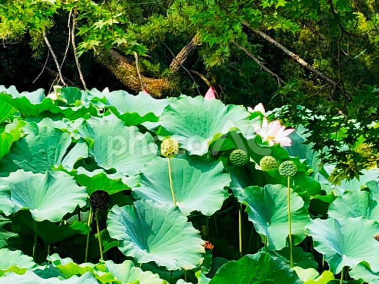 蓮 - No: 34299441｜写真素材なら「写真AC」無料（フリー）ダウンロードOK