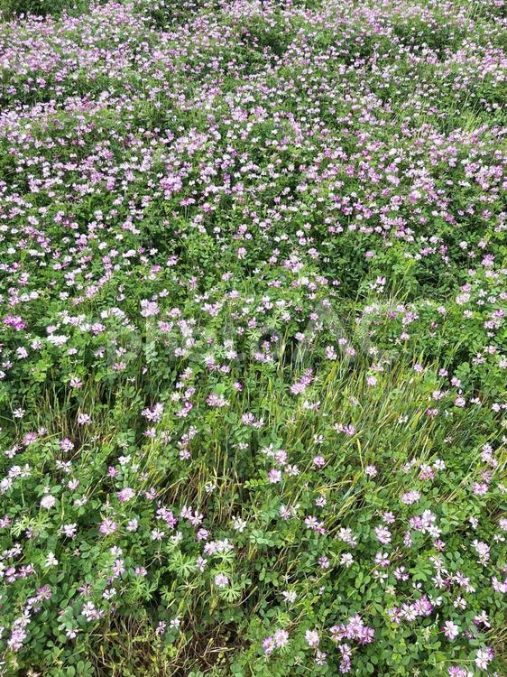 れんげ畑 花,開花,植物の写真素材