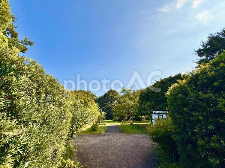 緑美しい公園とブルースカイ 青空,空,ブルースカイの写真素材