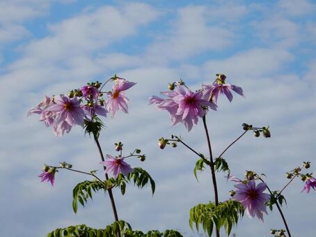 【花の写真】皇帝ダリア 皇帝ダリア,コウテイダリア,植物の写真素材
