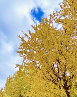 紅葉 札幌 中島公園1 紅葉,イチョウ,銀杏の写真素材