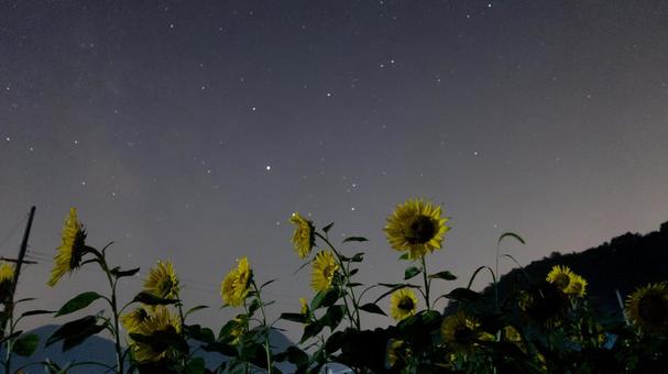 夜空に輝くひまわりと星 夜空に輝くひまわりと星の写真