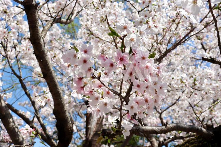 桜　青空　春　ソメイヨシノ 桜,青空,春の写真素材