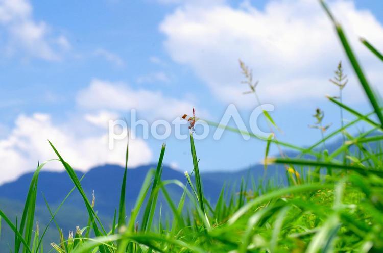 夏休みと赤とんぼ トンボ,夏休み,田舎の写真素材