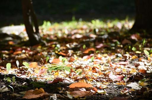 光と紅葉 光と紅葉の写真