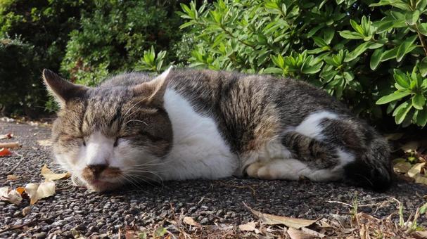 日向ぼっことお昼寝が日課のもふもふな猫様 猫,キジシロ,眠り猫の写真素材