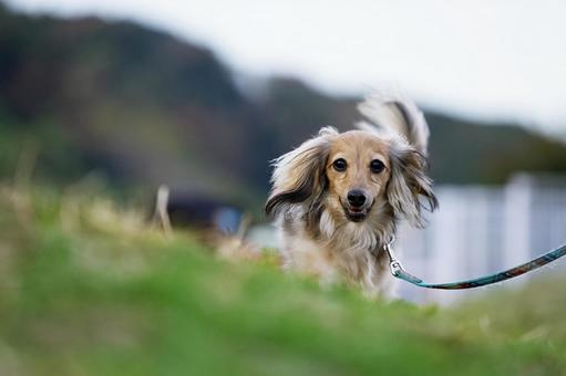 カニンヘンダックスフンドのポートレート 犬,カニンヘン,カニンヘンダックスフンドの写真素材