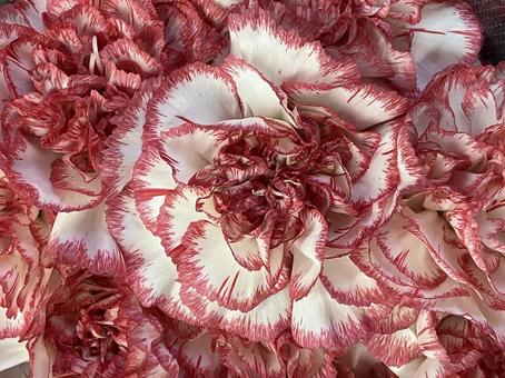 花(カーネーション) 花(カーネーション) 花,アップ,植物の写真素材