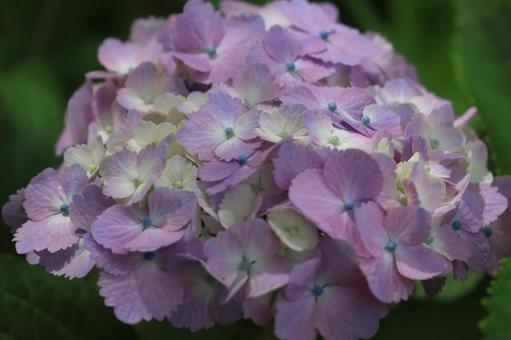 アジサイ アジサイ,装飾花,ピンクの写真素材