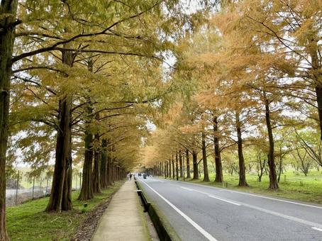 紅葉したメタセコイアの並木道 メタセコイア,秋,自然の写真素材