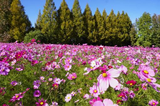 世羅高原　秋 コスモス,花,秋の花の写真素材