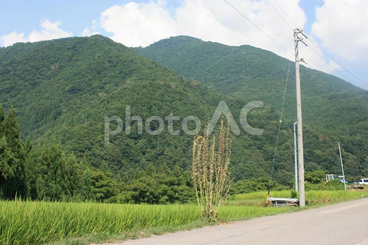 のどかな山の風景 山,緑,森の写真素材