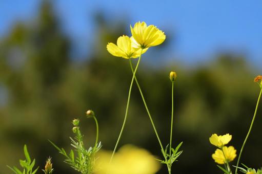 一緒 一緒 キバナコスモス,秋,自然の写真素材