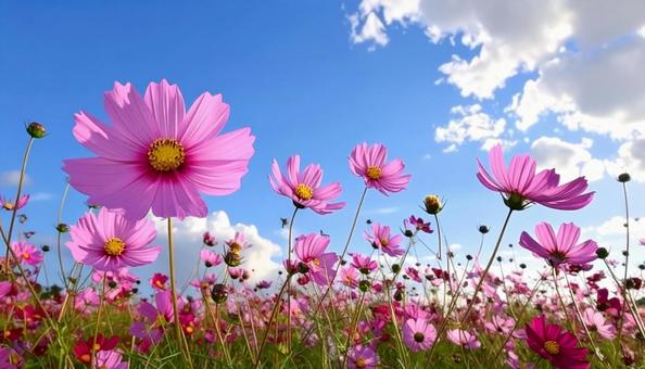 Pink cosmos and blue sky, JPG