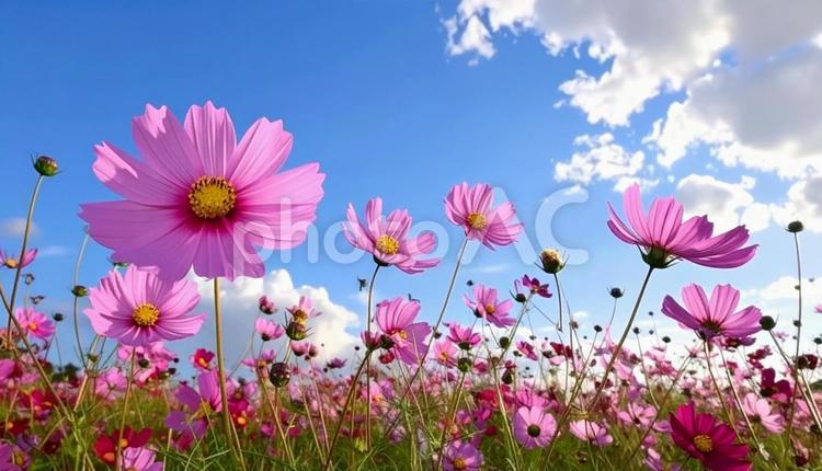 ピンク色のコスモスと青い空 コスモス,青空,花畑の写真素材