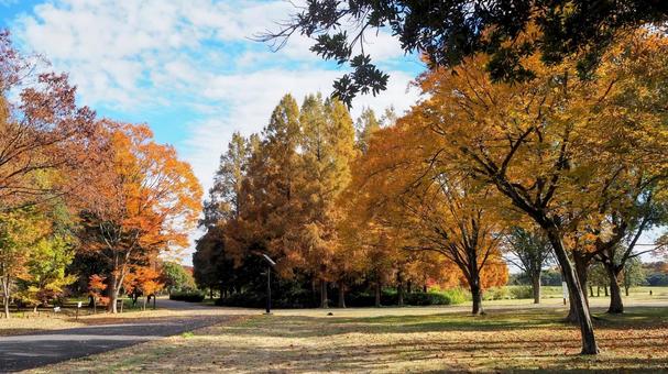 水元公園の紅葉・メタセコイアの森・葛飾区 秋,水元公園,紅葉の写真素材