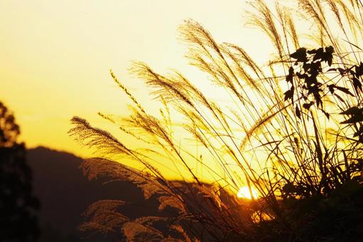 Japanese silver grass, JPG Japanese silver grass, JPG