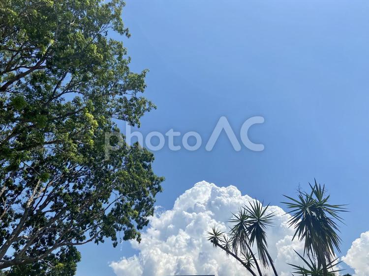 真夏の青空と木 やしの木,ヤシ科,熱帯の写真素材
