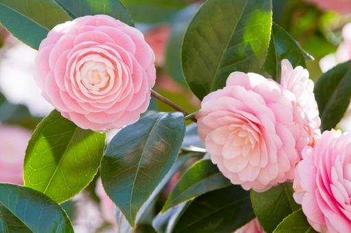 Pink Camellia, JPG
