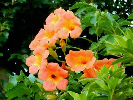 【花の写真】ノウゼンカズラ（凌霄花） ノウゼンカズラ,凌霄花,自然の写真素材