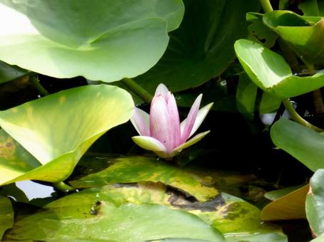 葉陰に隠れるように咲き始めるスイレン スイレン,花,植物の写真素材