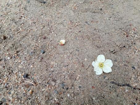 地面に落ちた梅の花 地面に落ちた梅の花の写真